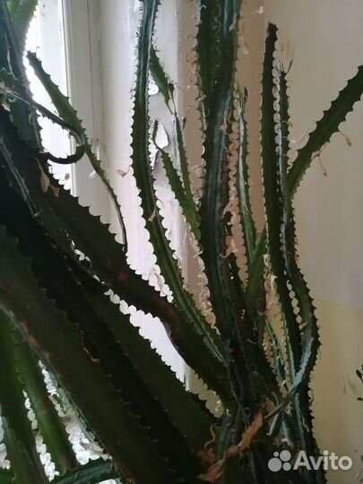 Комнатные растения цветы в ассортименте