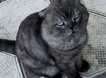 Шотландский вислоухий кот Черный Дым