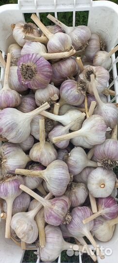 Корень хрена