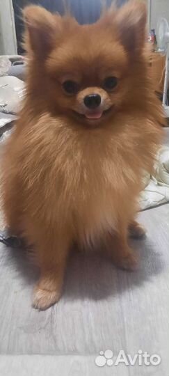 Померанский шпиц