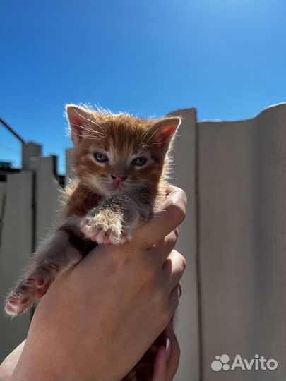 Котёнок в добрые руки