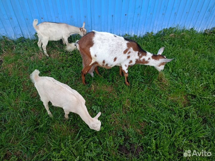 Коза дойная