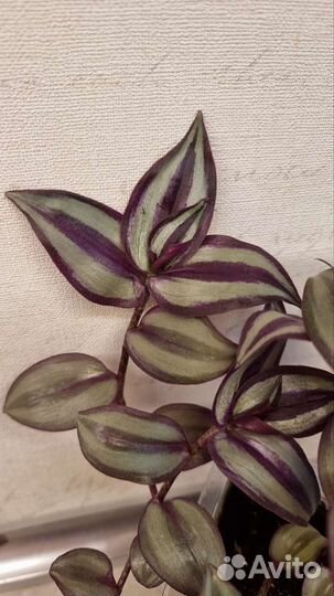Традесканция зебрина