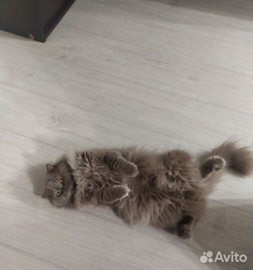 Котик вязка