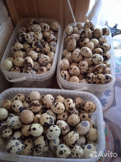 Яйца перепелиные