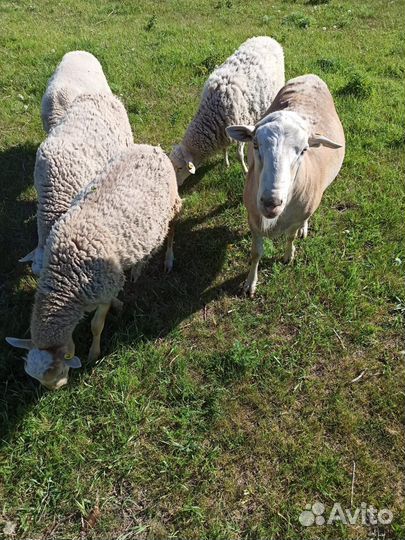 Ягнята баранчики