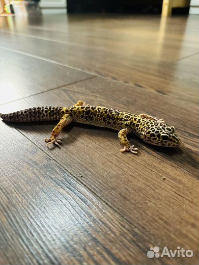 Ящерица эублефар