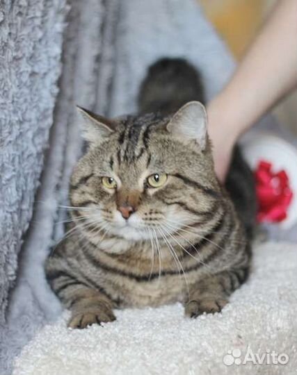 Пледик ищет дом