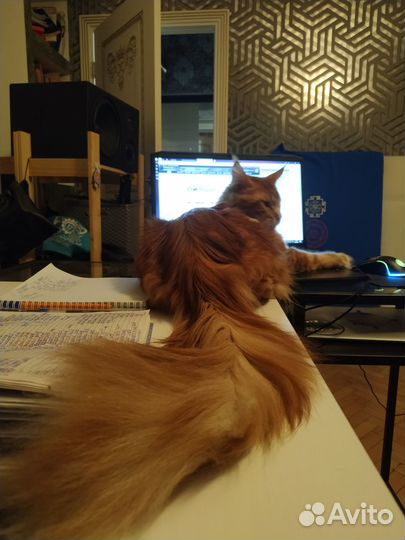 Мейн Кун красный кот полидакт вязка