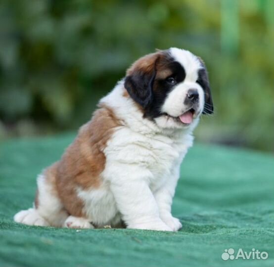 Щенок сенбернара