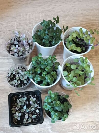 Каллизия 4 сорта