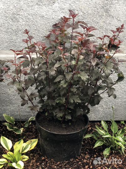 Саженцы пузыреплодник