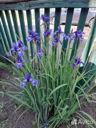 Ирисы