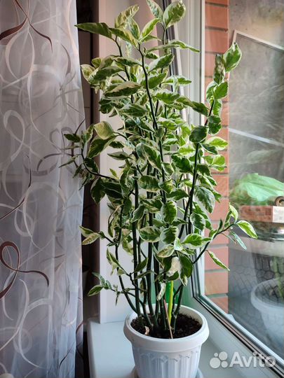 Педилантус