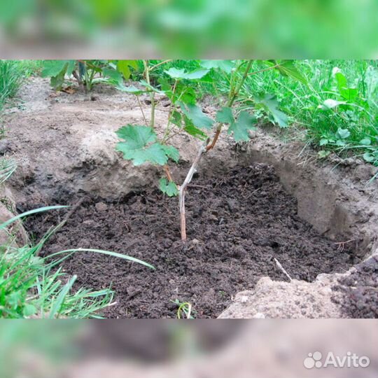 Саженцы винограда районированных сортов