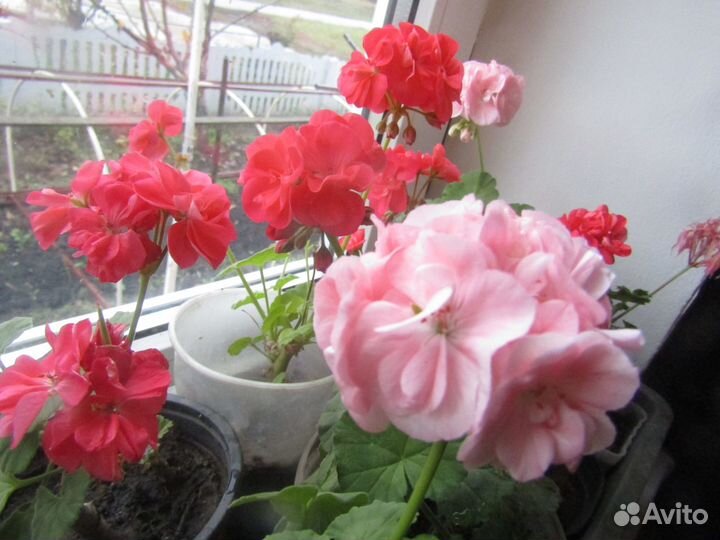 Пеларгония плющелистная