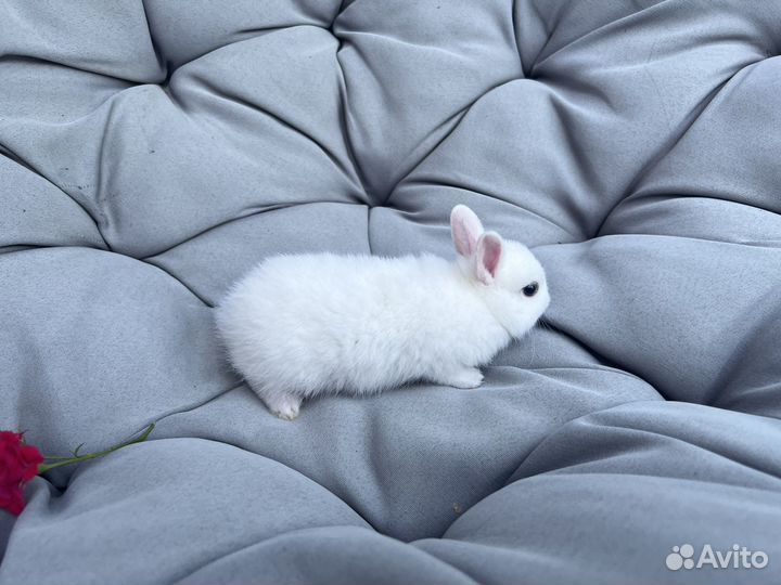 Декоративные кролики гермелин