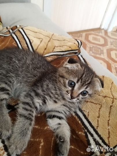 Кошка в дар