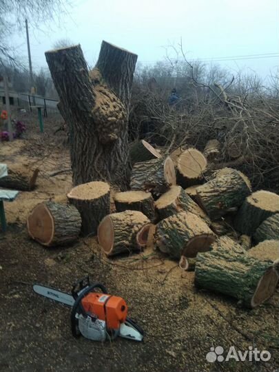 Спил деревьев