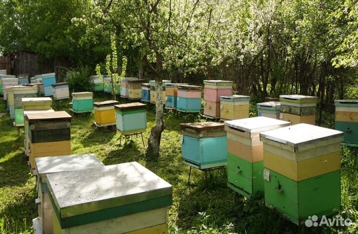 Мед натуральный из Алтая оптом минимально 16 кг