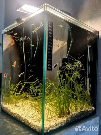 Аквариум