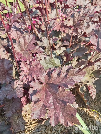 Хоста растение, гейхера