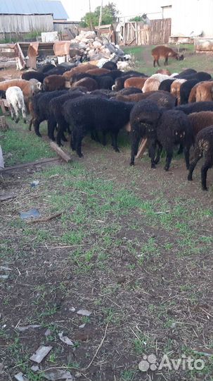 Овцы бараны