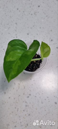 Эпипремнум глобал грин