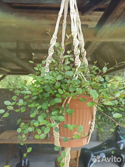 Мюленбекия