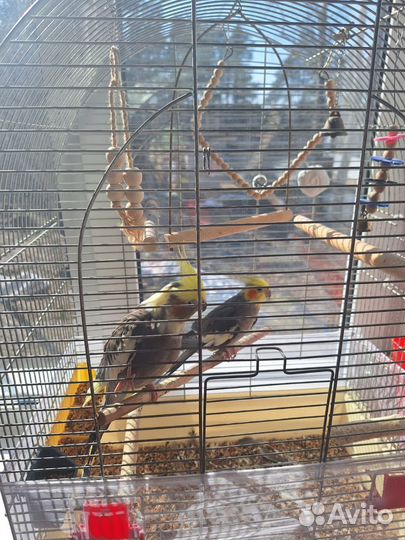 Попугай корелла пара с клеткой