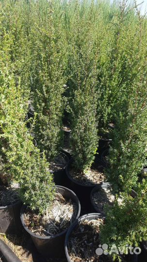 Можжевельник