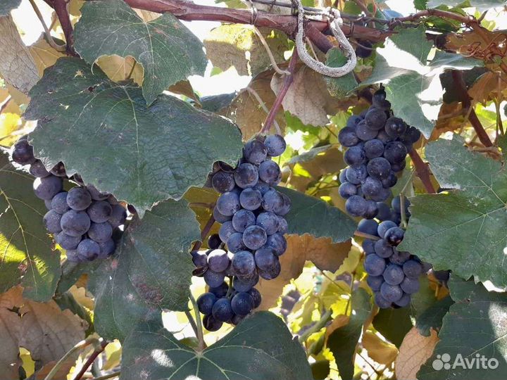 Виноград изабелла