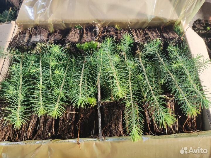 Сеянцы сосны обыкновенной зкс