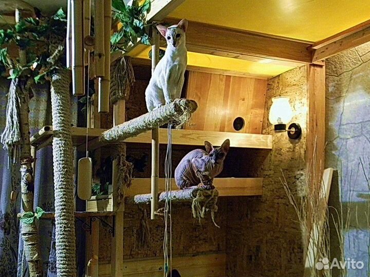 Передержка животных