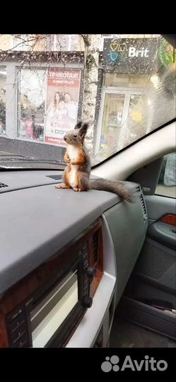 Белки ручные, бельчата продаются