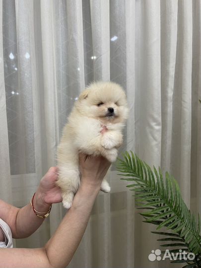 Девочка помераночка мини