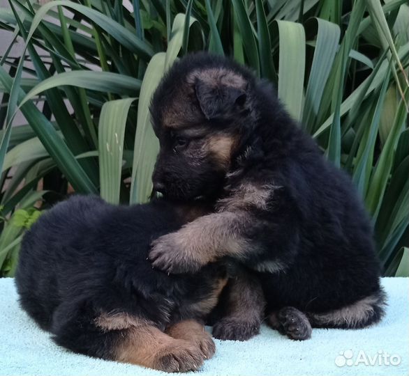 Немецкая овчарка длинношерстная