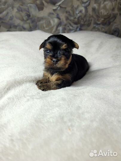 Вязка Йорик-мини