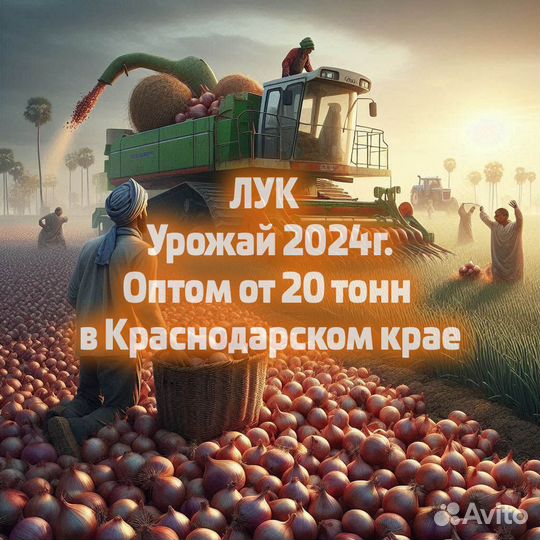 Лук репчатый Оптом 2024г. в Краснодарском крае