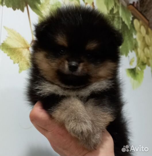 Щенки шпица