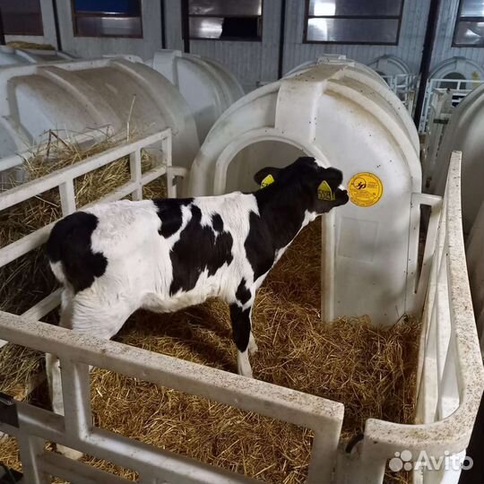 Бычки холмогоры