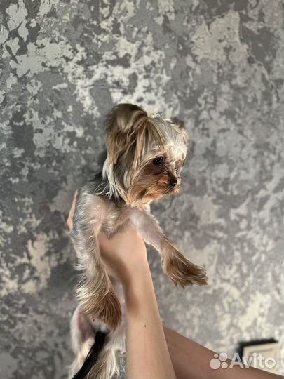 Йоркширский терьер