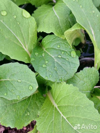 Капуста пекинская(рассада)