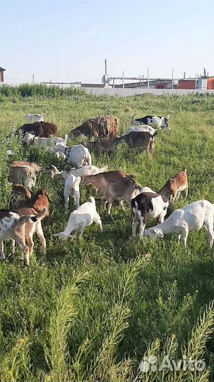 Козлят, козы