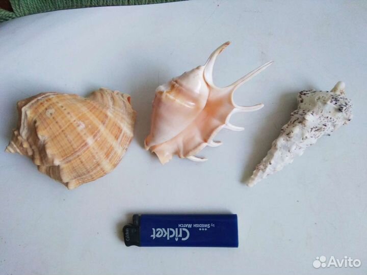 Раковины на стену и для аквариума