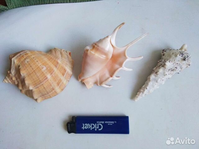 Раковины на стену и для аквариума