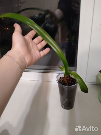 Гиппеаструм