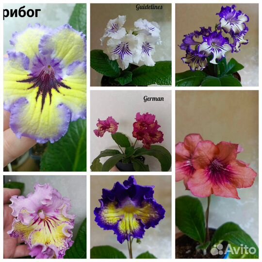 Стрептокарпусы