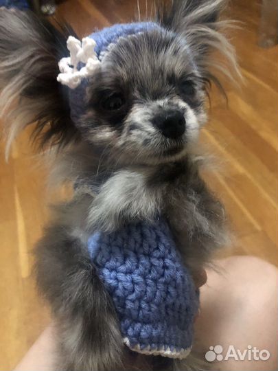 Одежда для маленьких собак