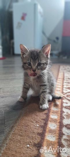 Кошка в дар бесплатно